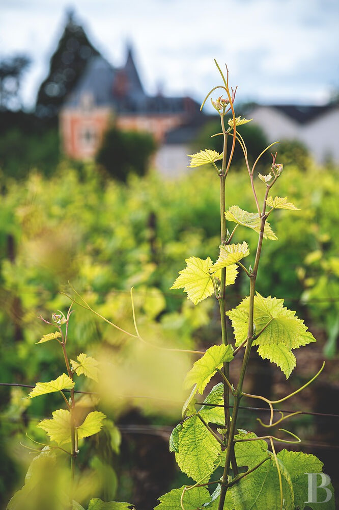 En Bourgogne, à Beaune, un château de la Belle Époque au milieu de ses huit hectares de vignes - photo  n°2